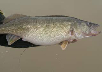 clientuploads/news/March 2013/walleye.JPG